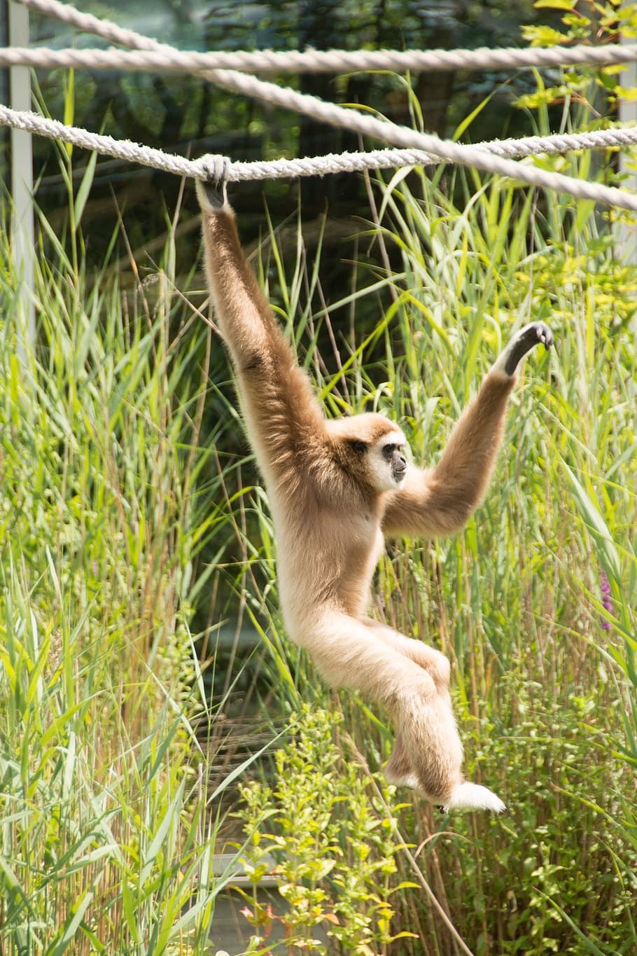 monkey climbing on rope, gibbon, white, hell, zoo, animal world HD wallpaper