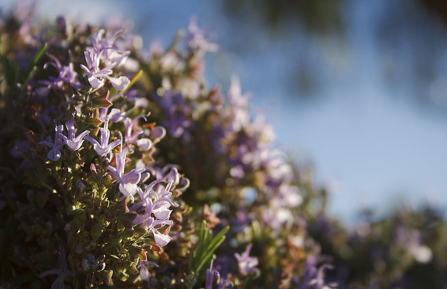 flowers, rosemary, flowering plant, growth, beauty in nature HD wallpaper