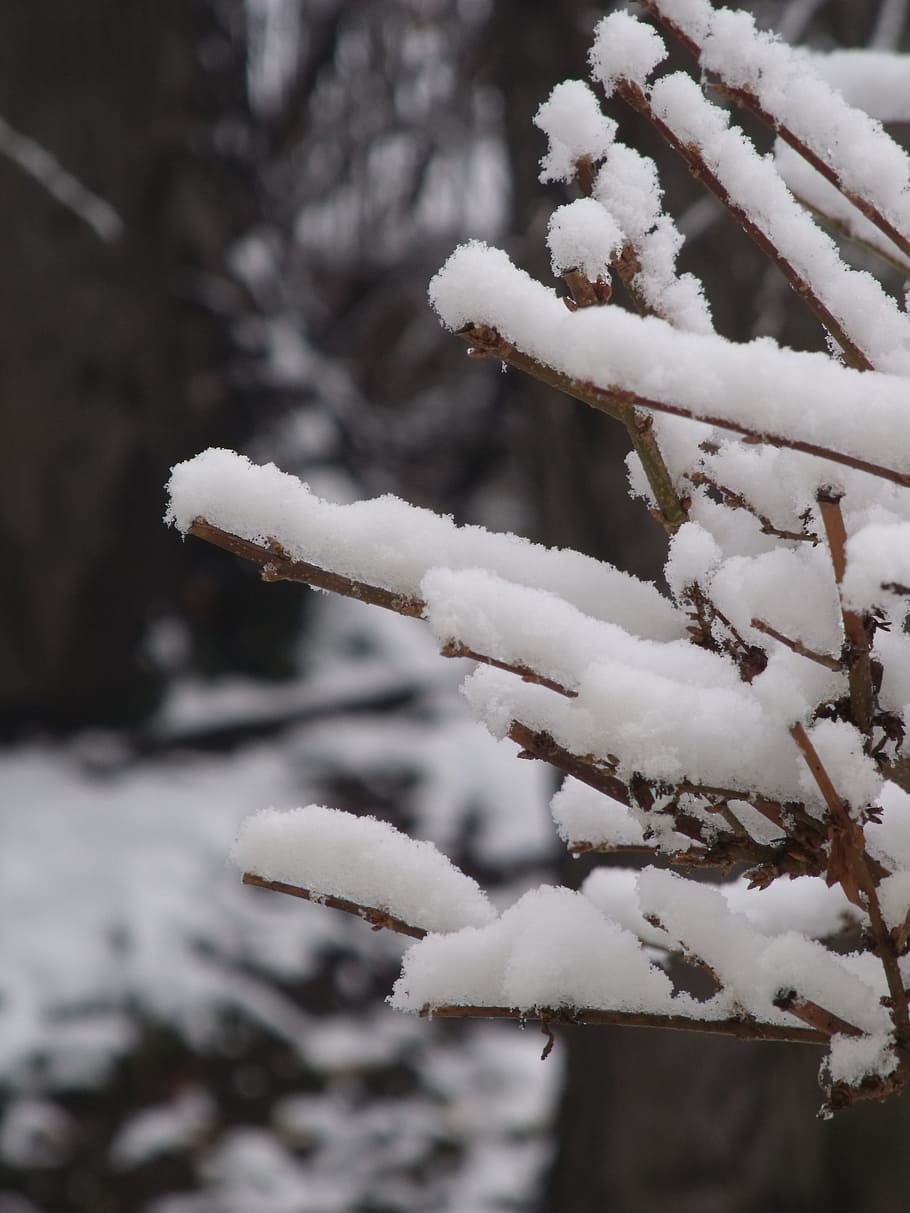 Winter, Snow, Nature, Cold, cold temperature, frozen, ice, focus on foreground HD wallpaper