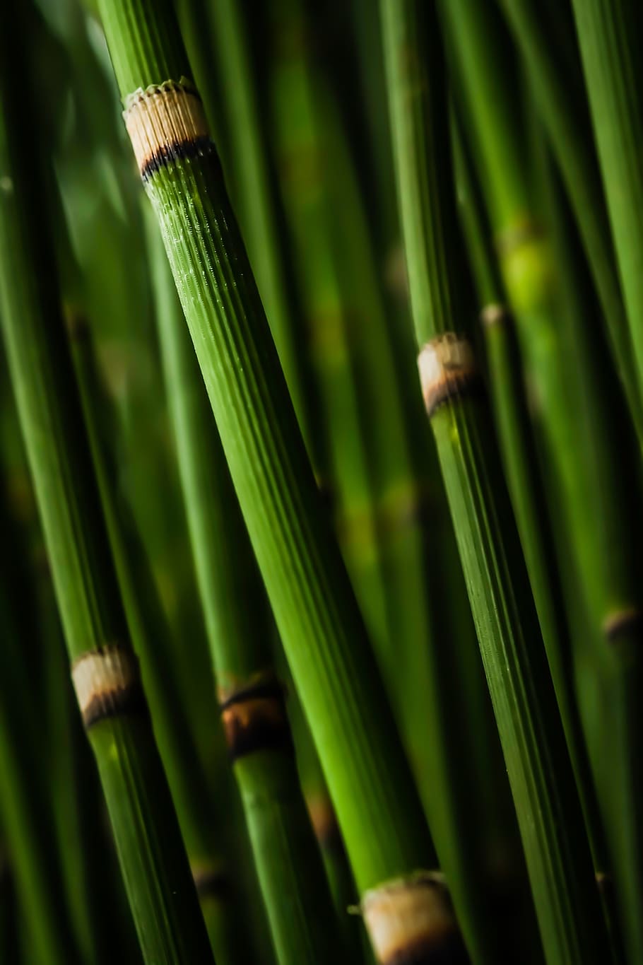 selective focus photo of green bamboo, stems, spires, forest HD wallpaper
