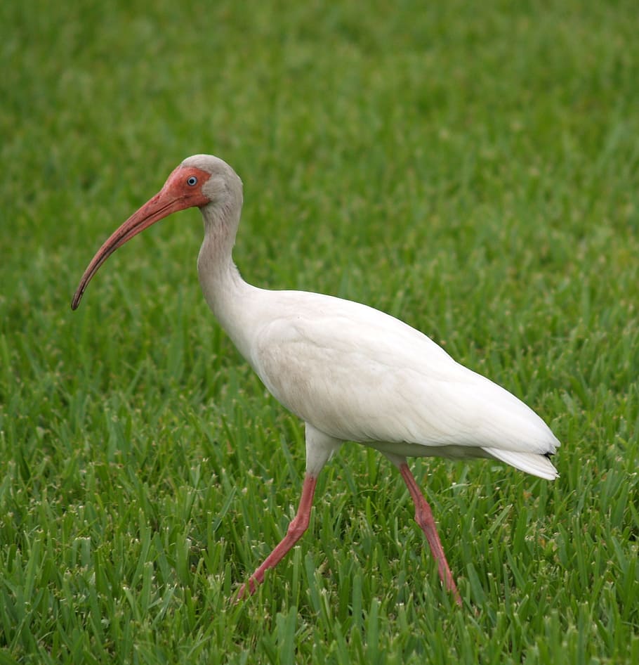 ibis, tropical, wading, bird, florida, beak, white, plumage HD wallpaper
