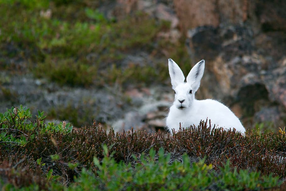 white rabbit sitting on lawn, arctic hare, mountain hare, polar, HD wallpaper