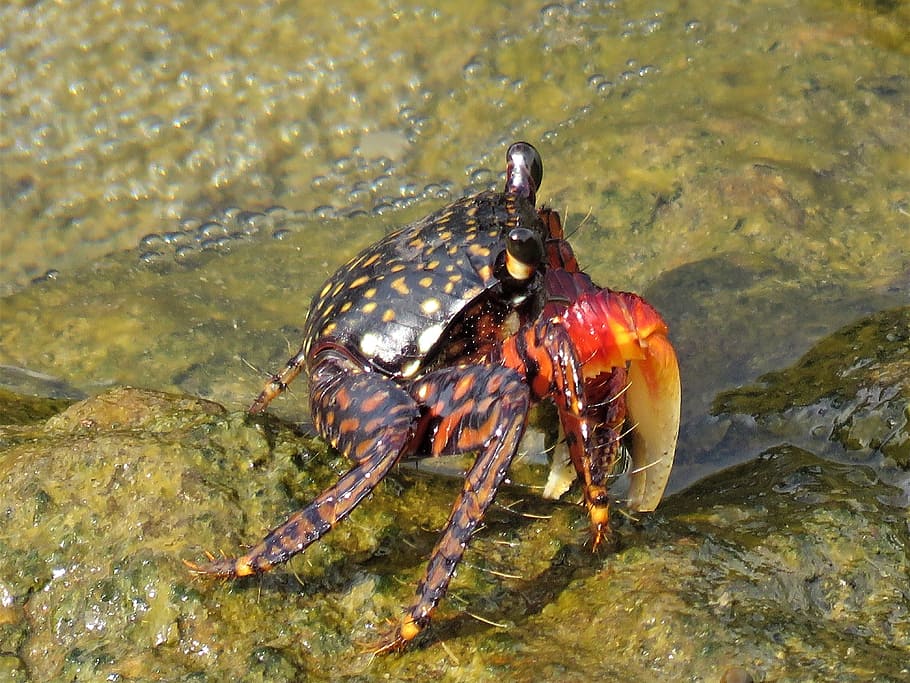 crab, crustaceans, red, animal themes, animal wildlife, one animal HD wallpaper