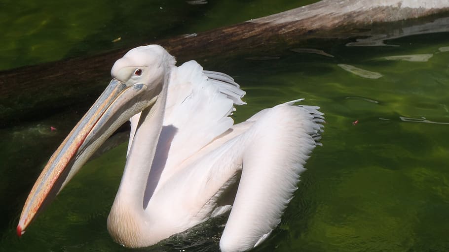 pelikan, bird, animals, pelican, nature, wildlife, beak, lake HD wallpaper