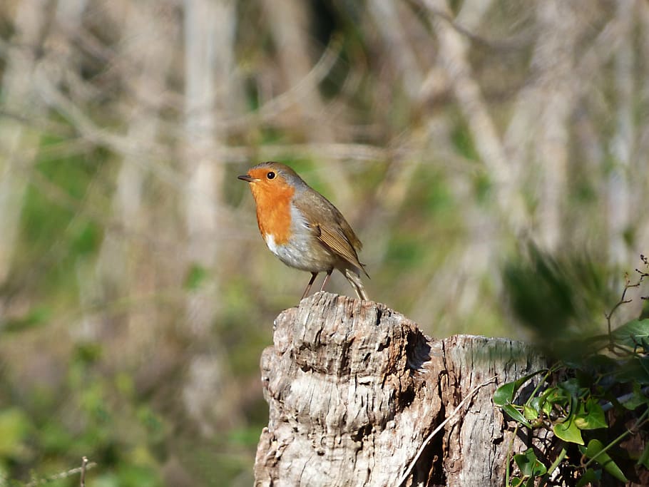 orange European robin bird, trunk, pit-roig, one animal, animals in the wild HD wallpaper