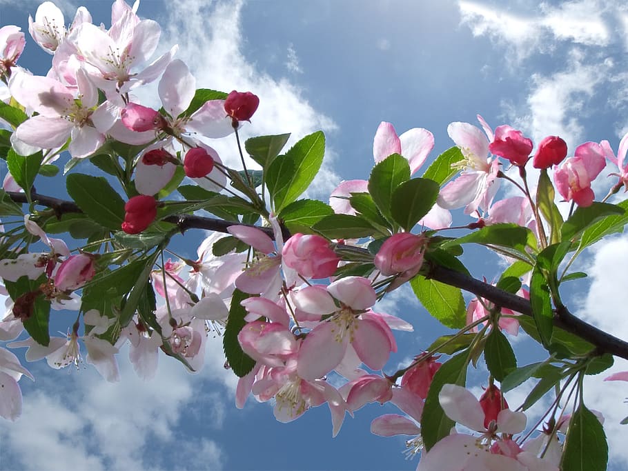 Apple Blossoms in bloom under blue sky at daytime, cherry blossom HD wallpaper