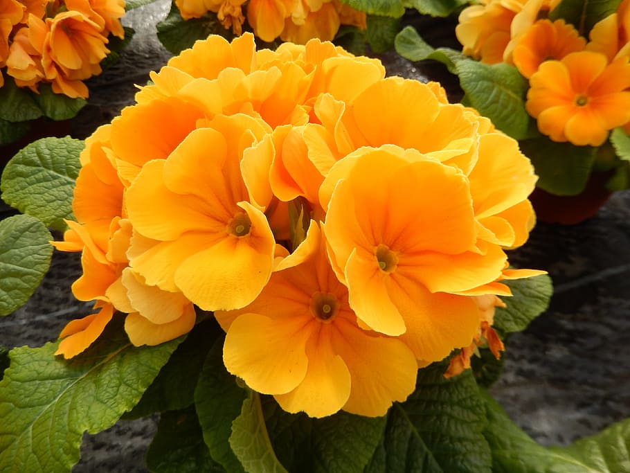 Primrose, Blossom, Bloom, Spring, primrose greenhouse, yellow HD wallpaper