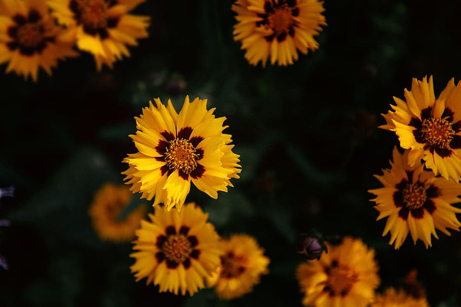 close-up photograph of yellow petaled flower plant, selective focus photo of yellow-and-red coreopsis flowers in bloom HD wallpaper