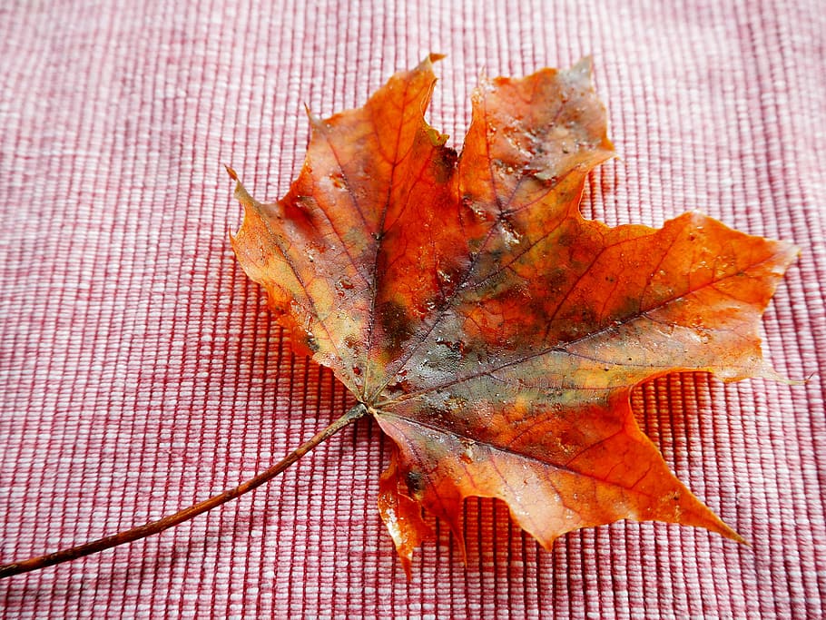 leaf, autumn, leaves, fall foliage, golden autumn, nature, yellow HD wallpaper