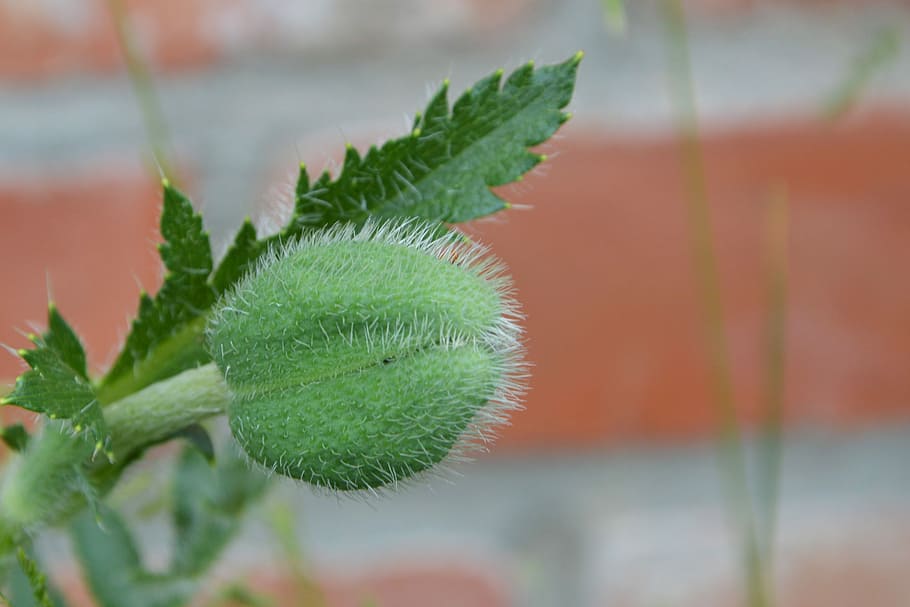 Boll, Poppy, Spring, Wall, klatschmohn, green color, plant HD wallpaper