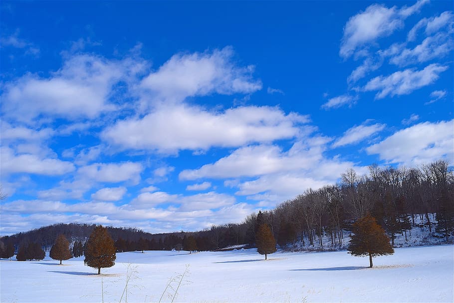 Snow, Field, Trees, Winter, Nature, landscape, cold, white HD wallpaper