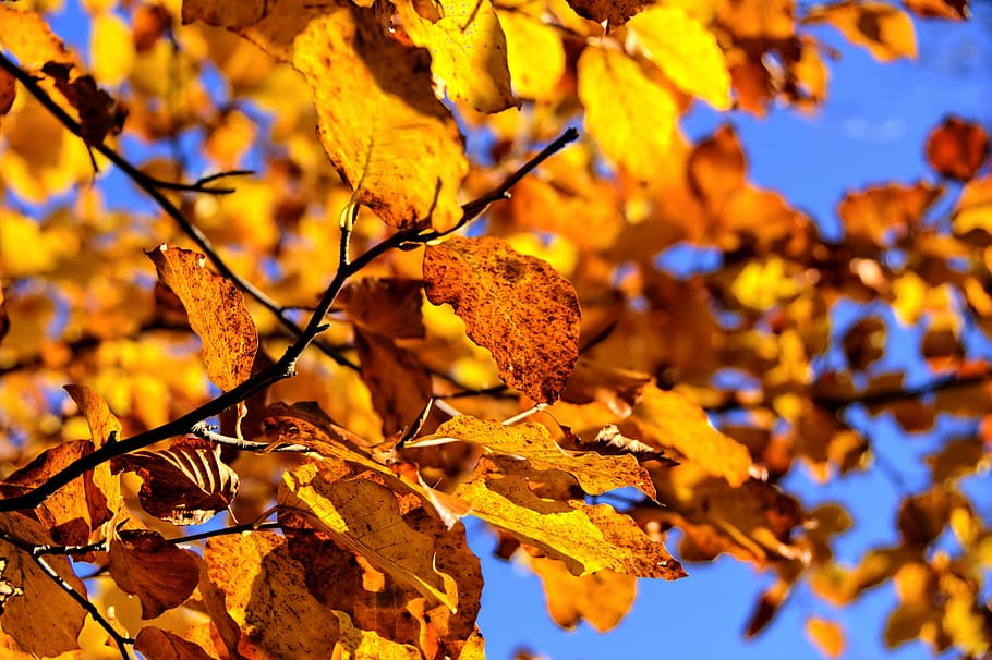 untitled, pieniny, landscape, tree, autumn, malopolska, nature HD wallpaper