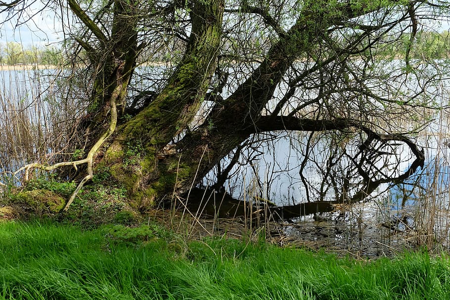 old pasture, tree, nature, spring, weathered, tribe, moosbedeckt HD wallpaper