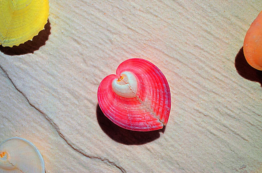 pink, shell, white, colorful, lovely, little, sand, heart, shadow, HD wallpaper