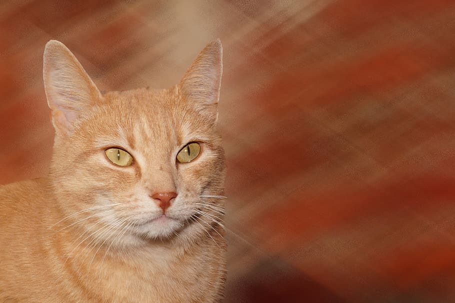 cat, portrait, close, pet, expression, graceful, domestic, domestic animals HD wallpaper