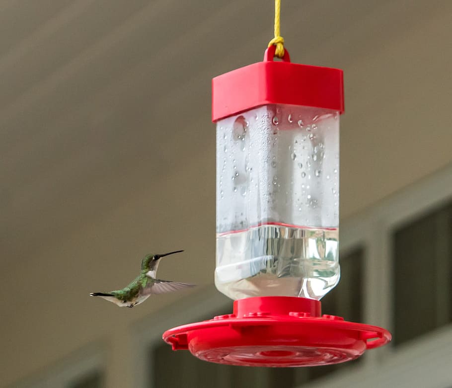 Hummingbird, Feeder, Fly, Wild, flying, small, wildlife, nature HD wallpaper