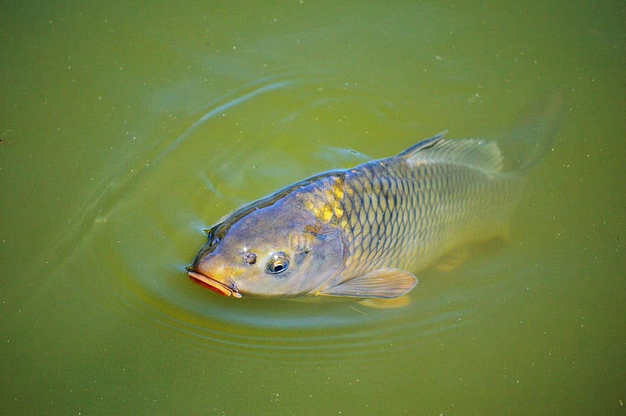 gray and orange fish in water, carp, appear, swim, pond, water surface, HD wallpaper