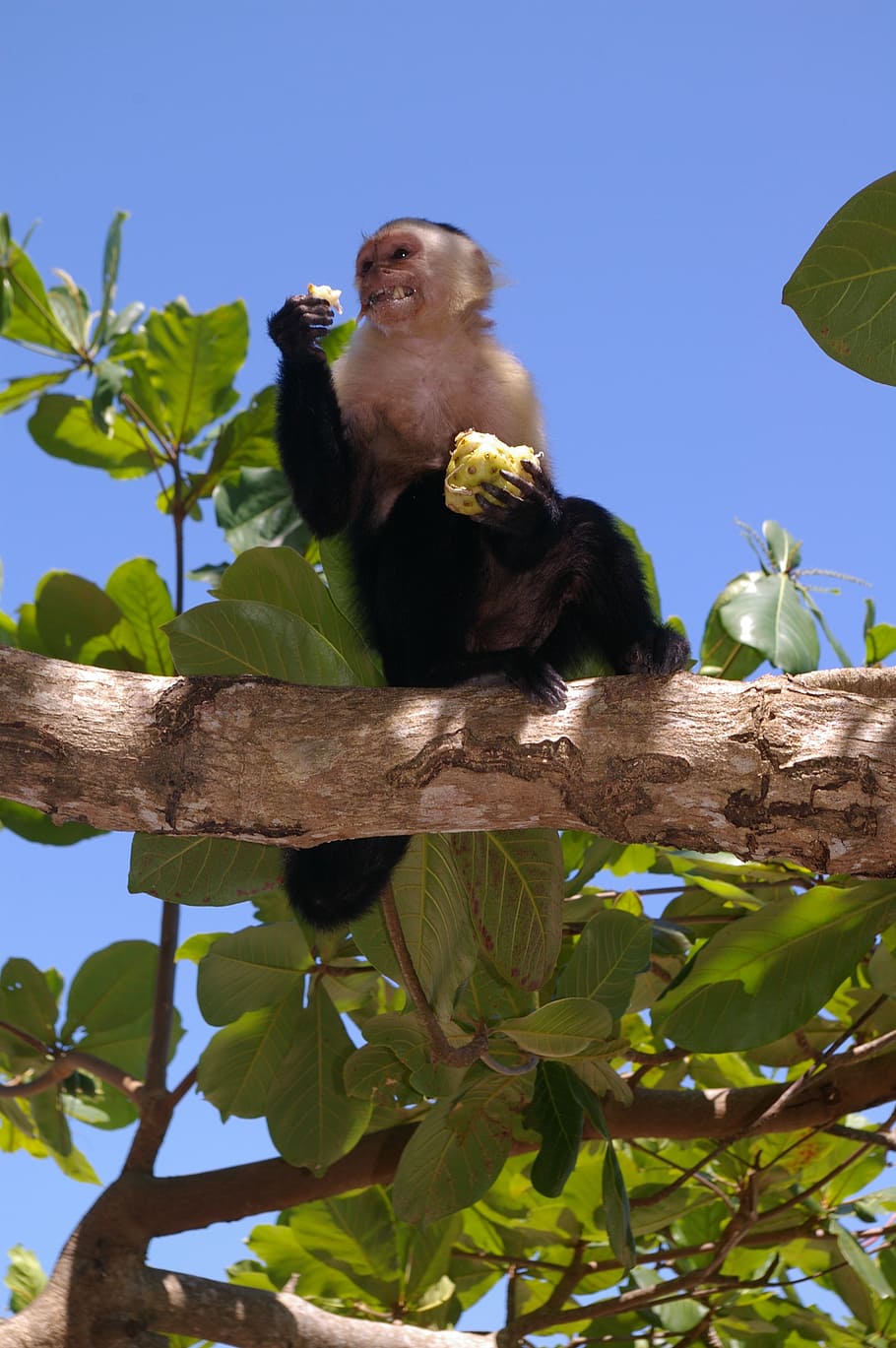monkey, animals, eat, greedy, cheeky, tree, plant, animal wildlife HD wallpaper