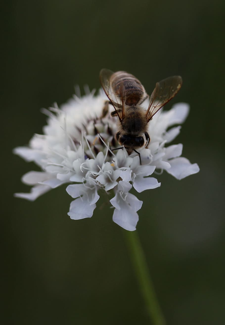 bee, flower, insecta, pollination, spring, plant, flowering plant HD wallpaper