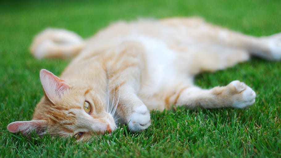 cat, lying, grass, cute, pet, animal, animal themes, domestic animals HD wallpaper