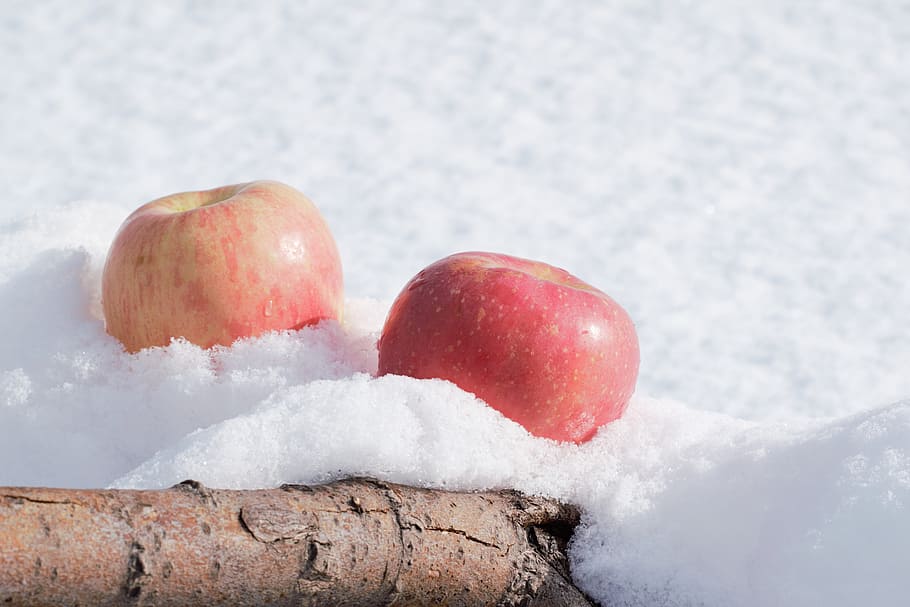 Apples, Snow, Tree, Sun, winter, nature, food, outdoors, cold - Temperature HD wallpaper
