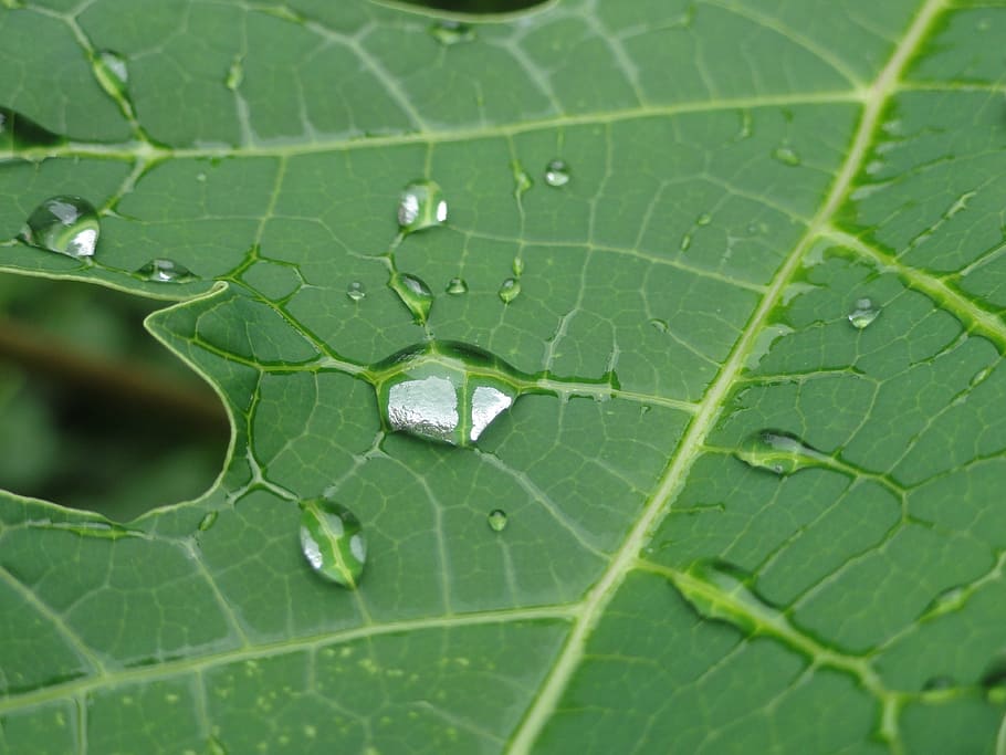 leaves, leaf, plant, drops, rain drop, macro, green, close HD wallpaper