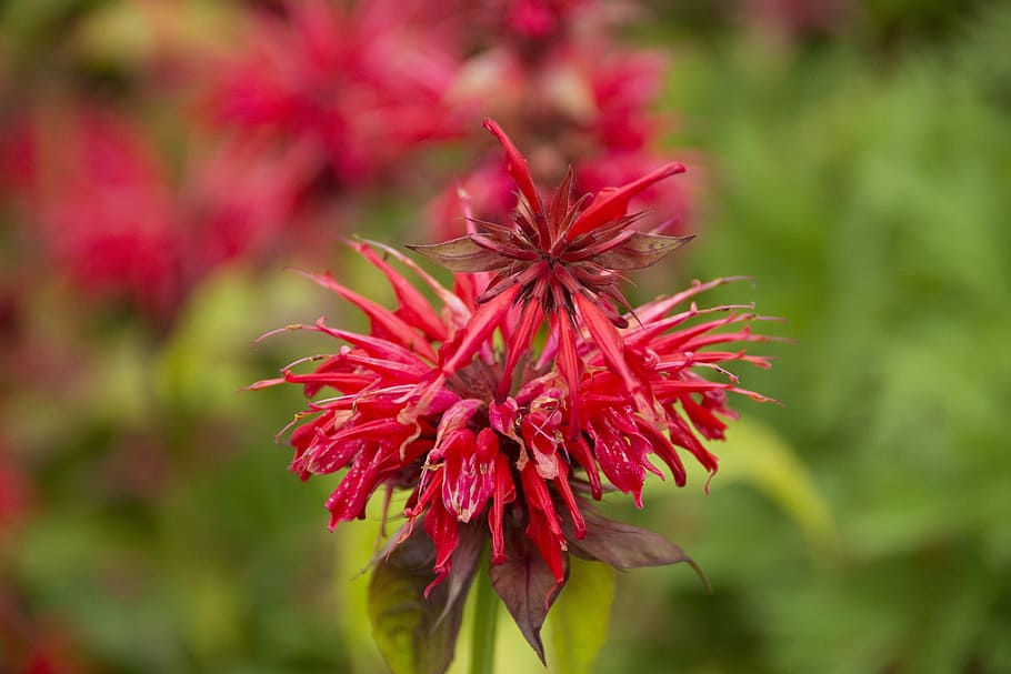 flower, close, blossom, bloom, red, plant, red flower, wild flower HD wallpaper