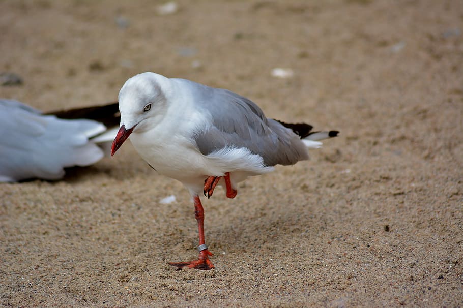 bird park marlow, nature, animal, animal themes, animal wildlife HD wallpaper