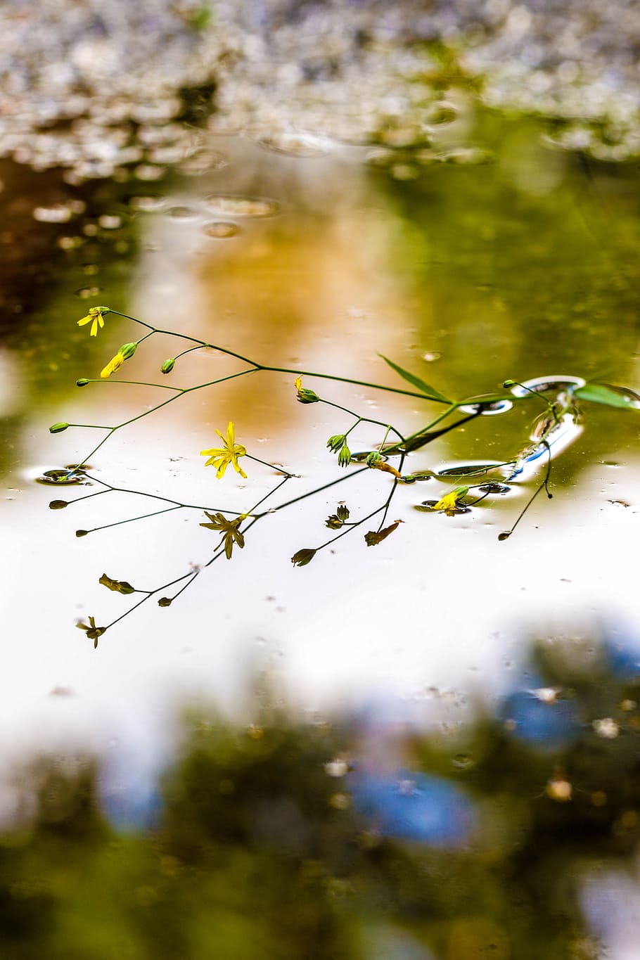 puddle, mud puddle, flower, water, reflection, nature, plant HD wallpaper