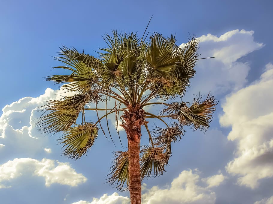 palm tree, wind, sky, clouds, nature, weather, exotic, low angle view HD wallpaper
