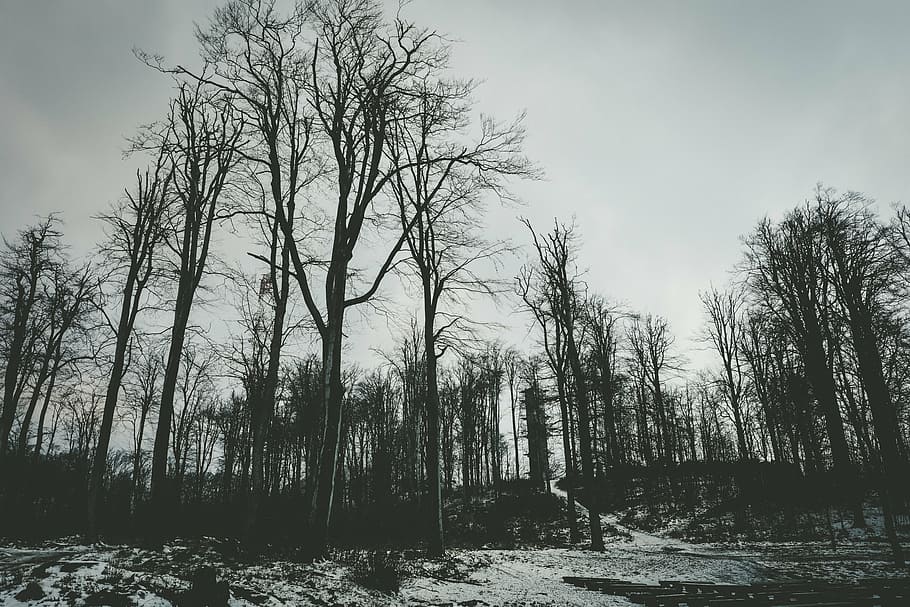 forest, dark, bare, silence, privacy, wood, pine, snow, nature HD wallpaper