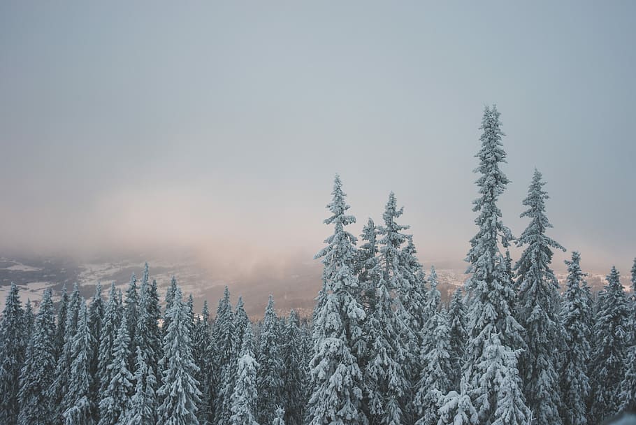 snowy pine tree, snow covered pine trees under gray skies, woodland HD wallpaper