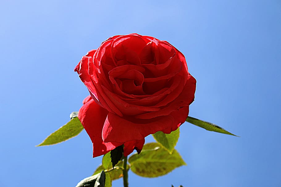 flower, pink, red, sky, blue, rose, rose - flower, beauty in nature HD wallpaper
