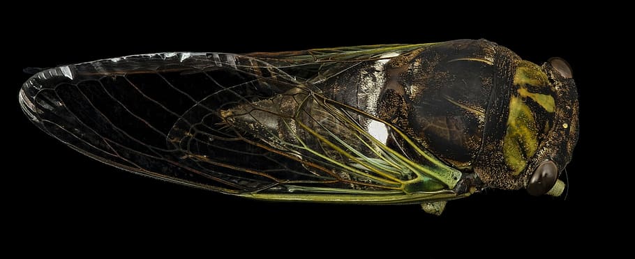 cicada, insect, macro, dryfly, wildlife, nature, bug, wings HD wallpaper