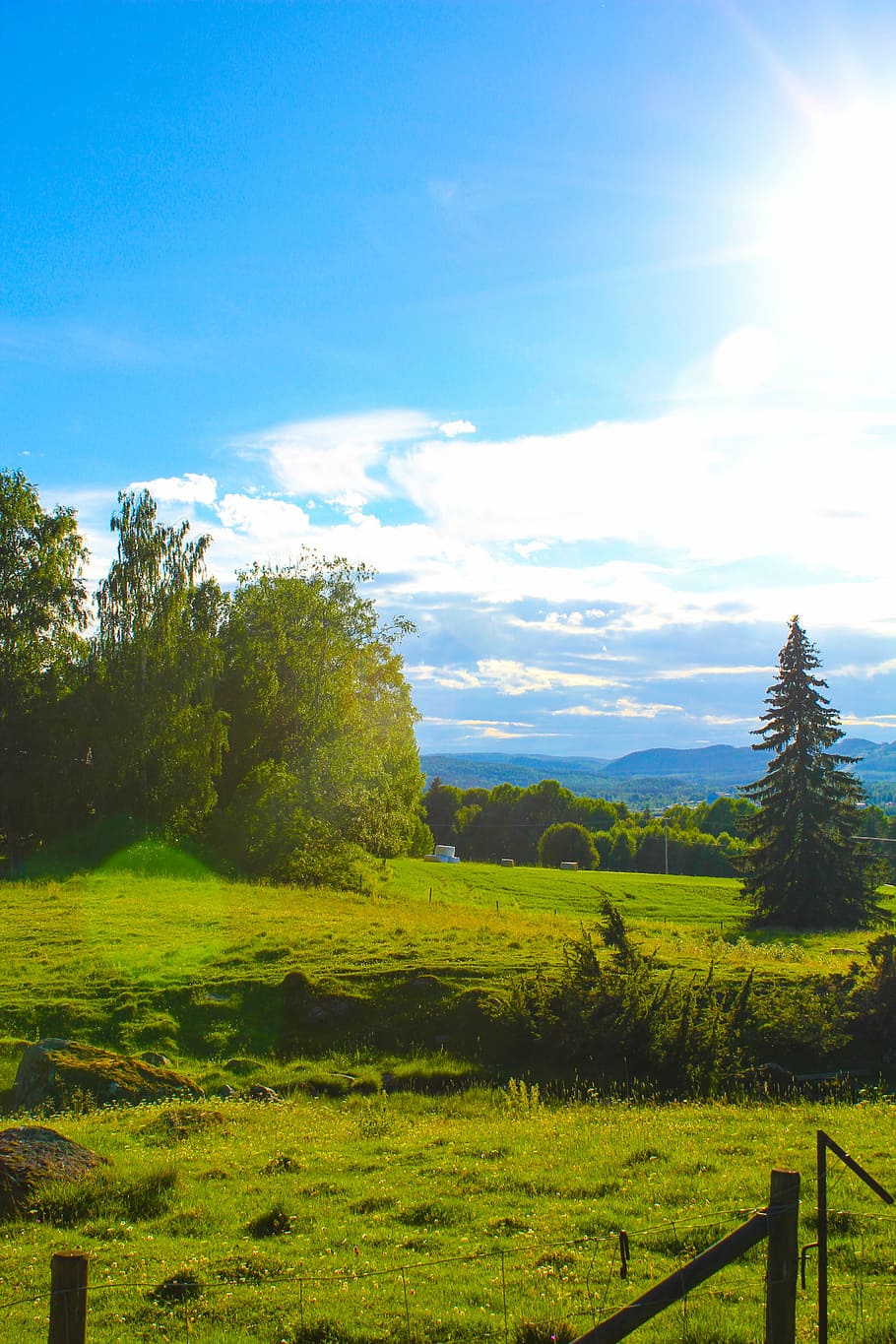 hage, bed, himmel, tree, sweden, landscapes, sky, plant, beauty in nature HD wallpaper