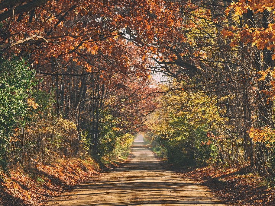 path, road, trees, plants, nature, leaf, autumn, direction HD wallpaper