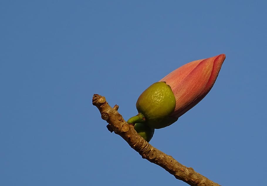 bud, flower, shimul, bombax ceiba, cotton tree, red silk-cotton, HD wallpaper