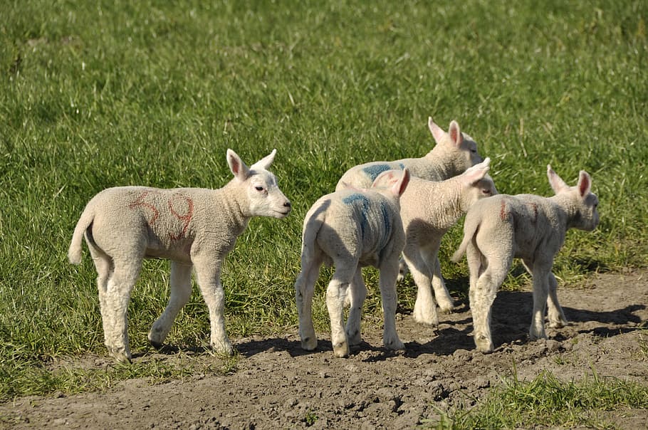 Lambs, Spring, Nature, Animals, young, outdoor life, pasture HD wallpaper