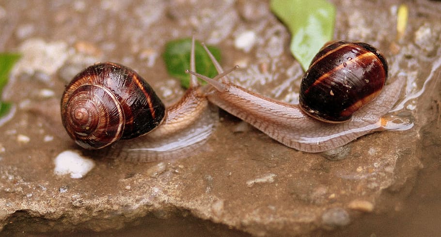 Snails, Pair, Love, Water, Wet, Shell, animal themes, one animal HD wallpaper
