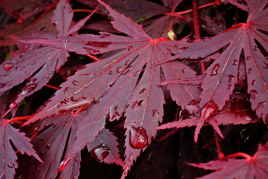 japanese maple, tree, leaf, nature, plant part, close-up, growth HD wallpaper