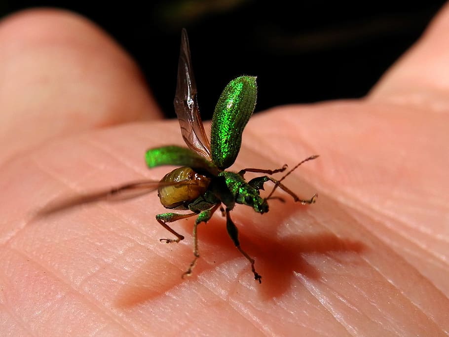 Beetle, Elytra, green, human body part, one animal, close-up HD wallpaper