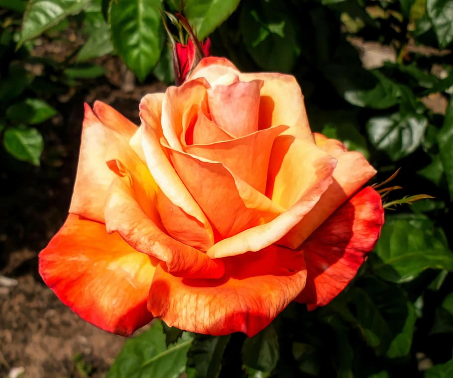 flower, flora, rose, orange, flowering plant, petal, beauty in nature HD wallpaper