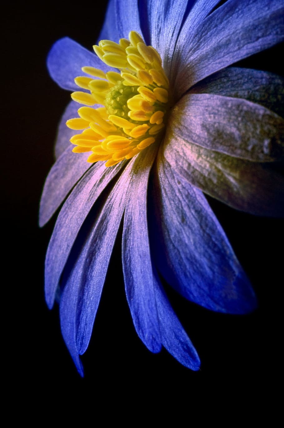 selective focus photography of purple daisybushflower, digital art HD wallpaper