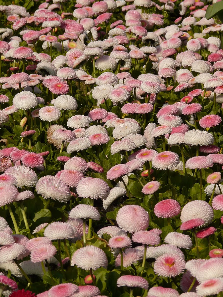 rob roy, daisy, red, flower, blossom, bloom, plant, cultivar HD wallpaper