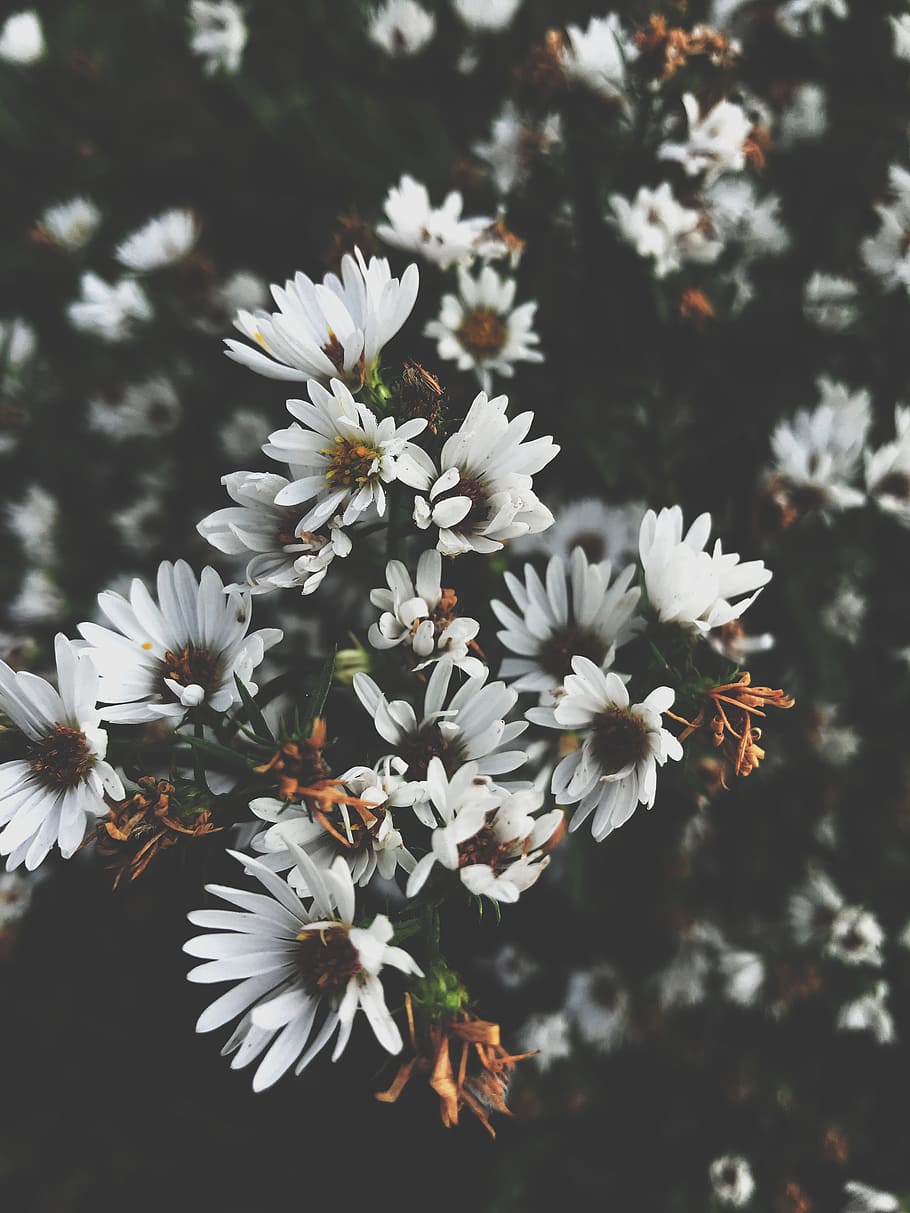 flower, nature, daisy, tiny, autumn, fall, leaves, white, green HD wallpaper