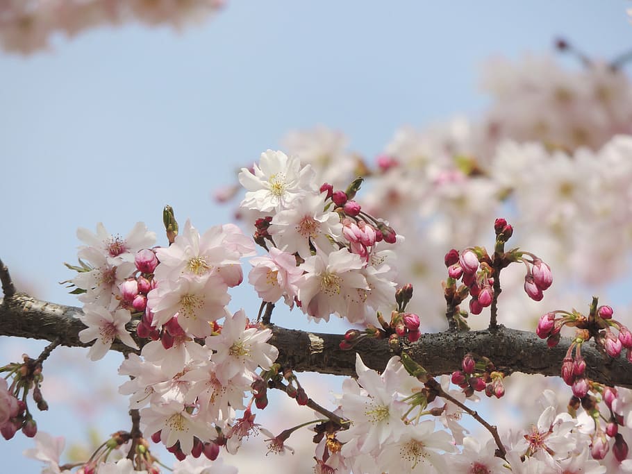 blossom, bloom, flower, fruegling, pink, nature, plant, tree HD wallpaper