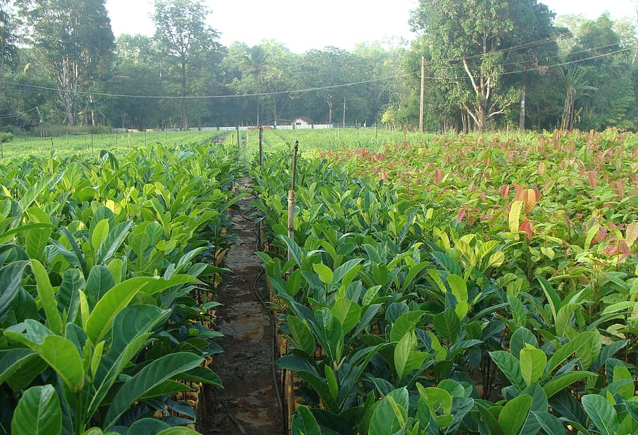 nursery, forest, plants, seedlings, green, forestry, sirsi HD wallpaper