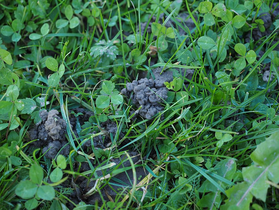 erdhäufchen, meadow, earth, ejection, earthworm heaps, nature HD wallpaper