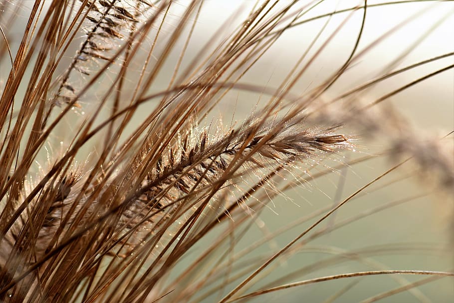 macro shot photography of brown mill, grass, meadow, back light HD wallpaper