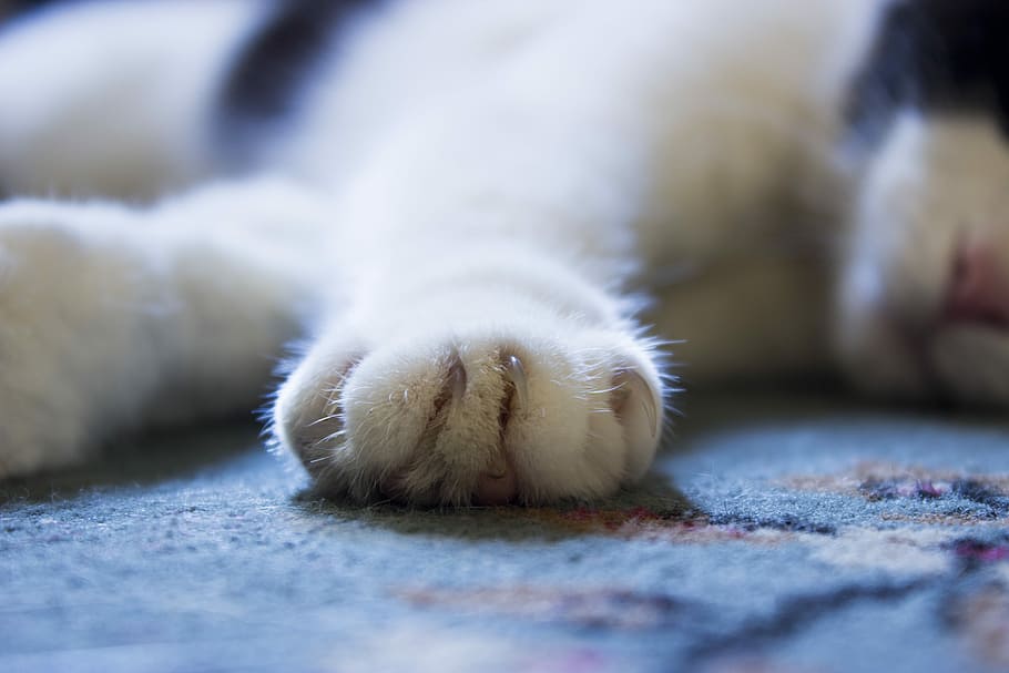 cat-paw-animal-pet.jpg